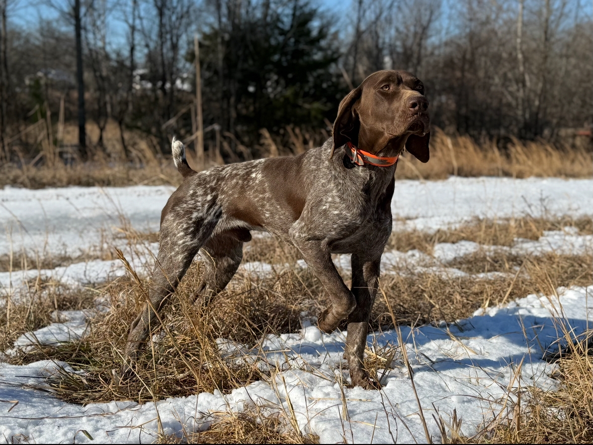 PINEHILL RUGER